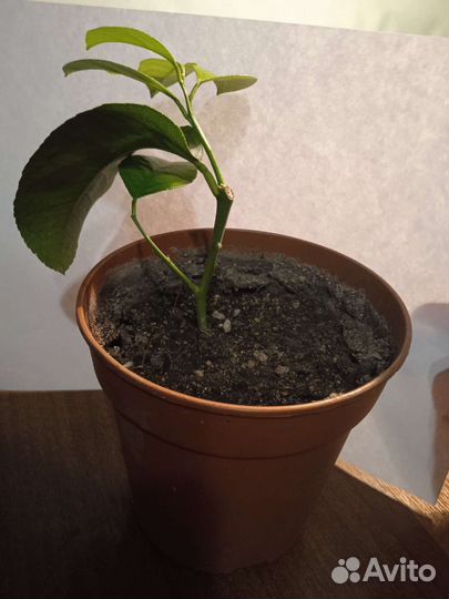 Комнатные растения лимон