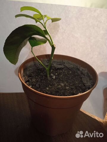 Комнатные растения лимон