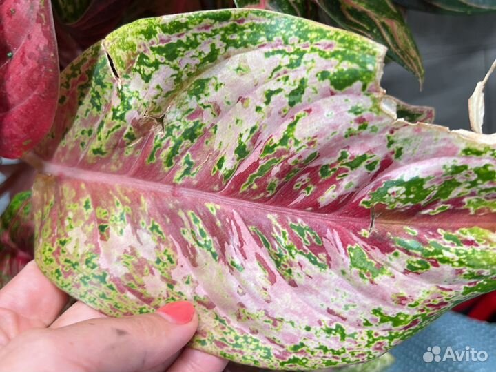 Аглаонемы на срез