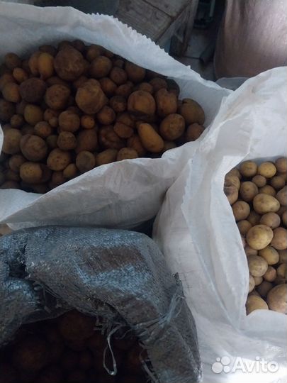 Картофель на корм скоту