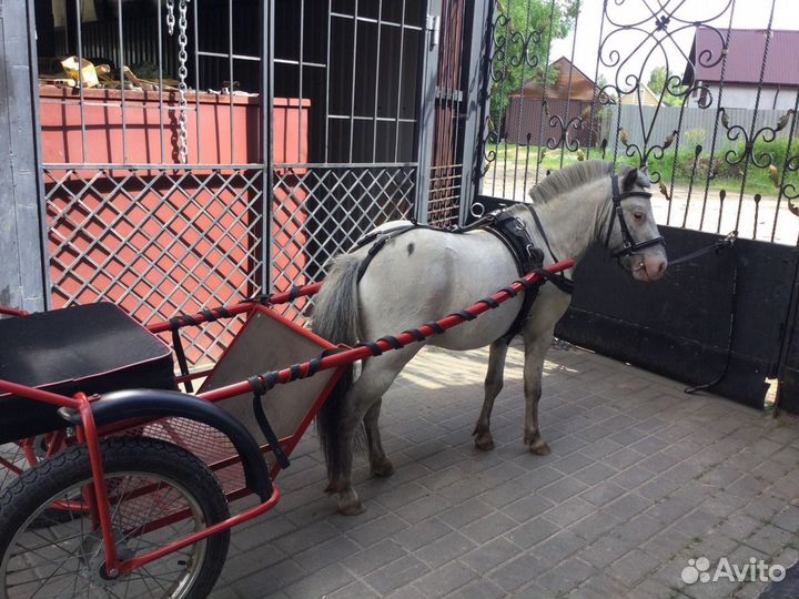 Мини лошадка