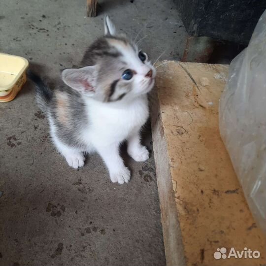 Кошки в добрые руки