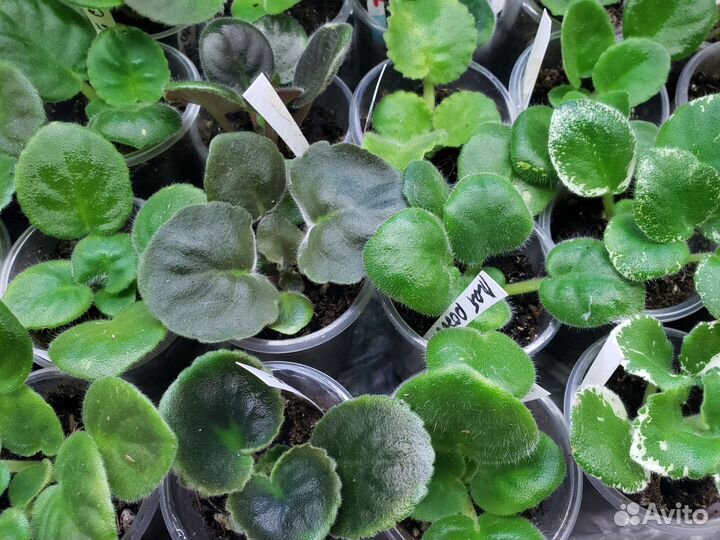 Детки сортовых фиалок