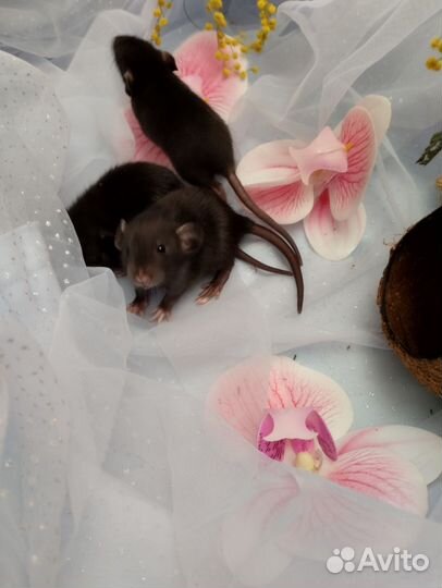 Крыса.крысята дамбо.черные гладенькие.клетки