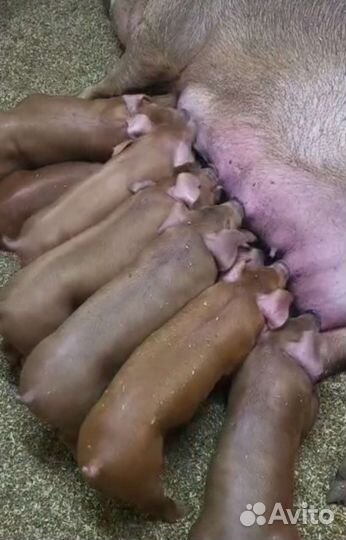 Чистопородные Поросята породы Дюрок