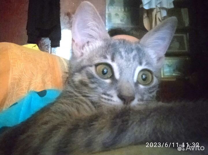 Отдам котят в добрые руки