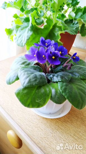 Фиалка цветущая