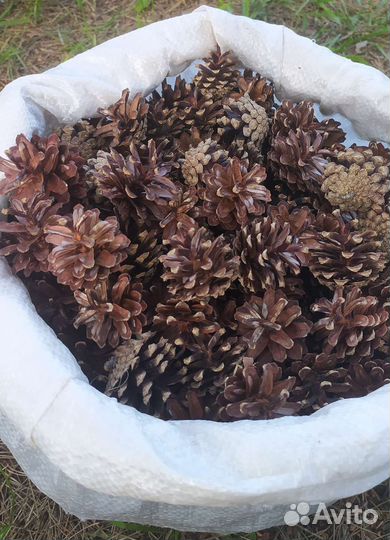 Шишки сосновые
