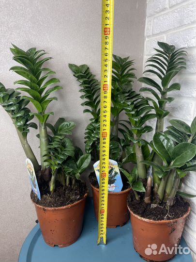 Замиокулькас зензи комнатные цветы