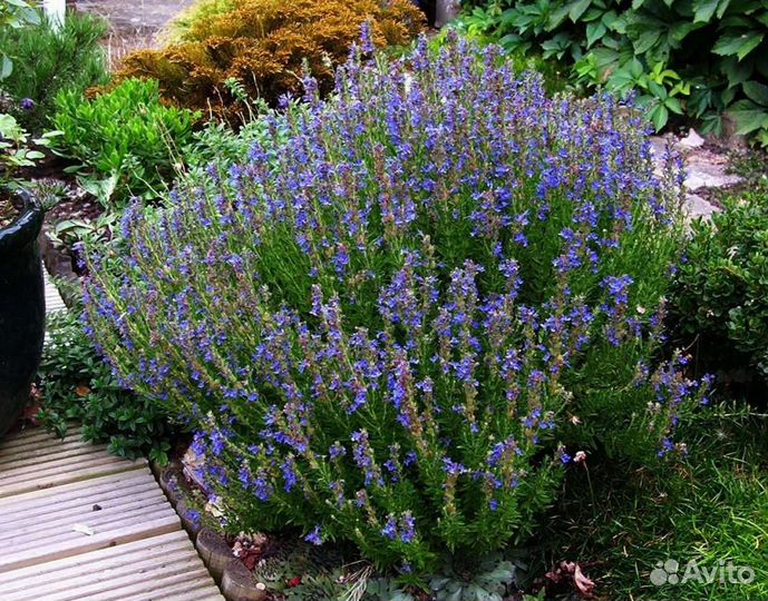 Иссоп лекарственный