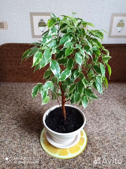 Фикус Бенджамина Кинки