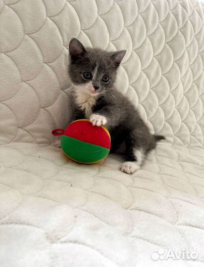 Котенок в добрые руки