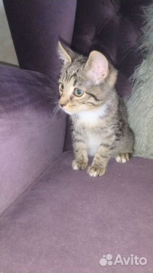 Котенок мальчик 3 месяца