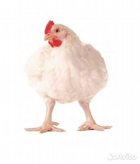 Инкубационное яйцо бройлера Ross-308 (Росс-308)