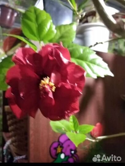 Гибискус махровый, китайская роза