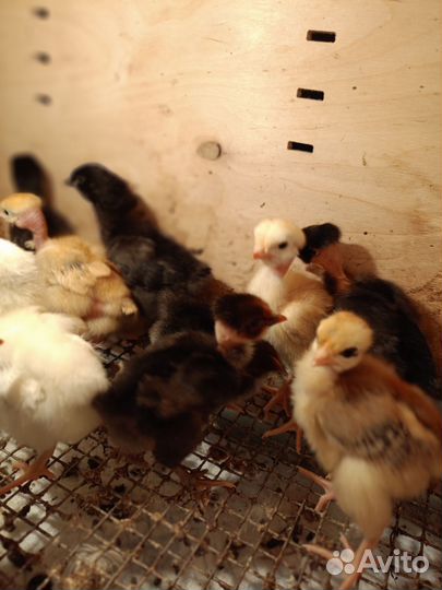Цыплята домашние