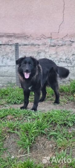 Собака в добрые руки отдам бесплатно