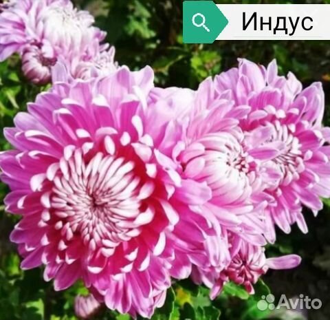 Хризантема корейская саженцы купить в Санкт-Петербурге | Товары для ...