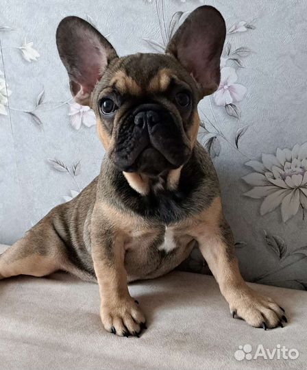 Французский бульдог щенки девочка