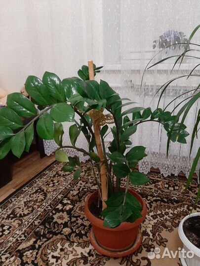 Большое растение Замиокулькас