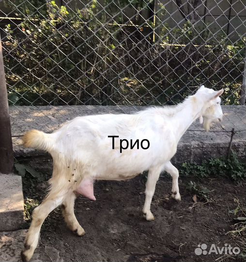 Продаются дойные козы