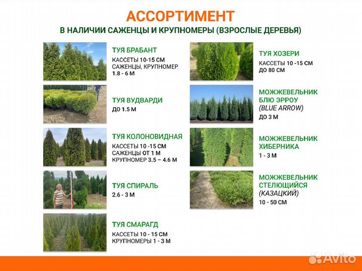 Лиственные деревья от производителя