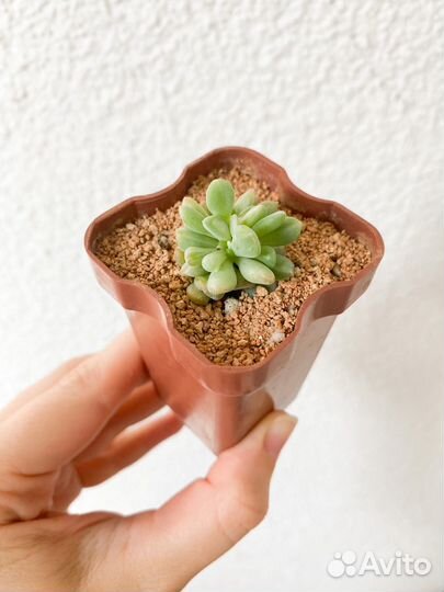 Суккуленты 1