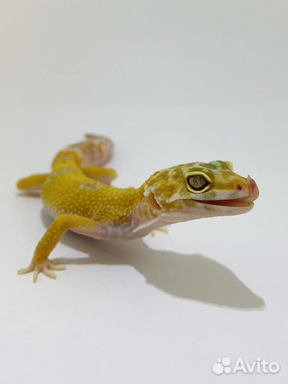Пятнистый эублефар (леопардовый геккон)