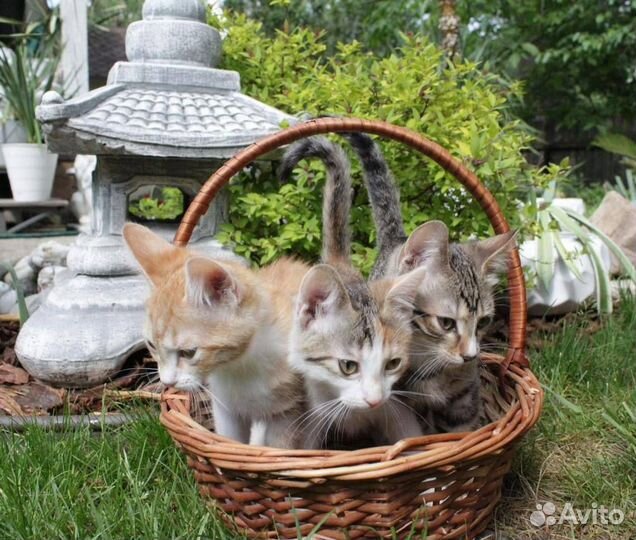 Очаровательные котята-сорванцы ищут дом