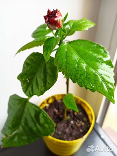 Гибискус китайская роза