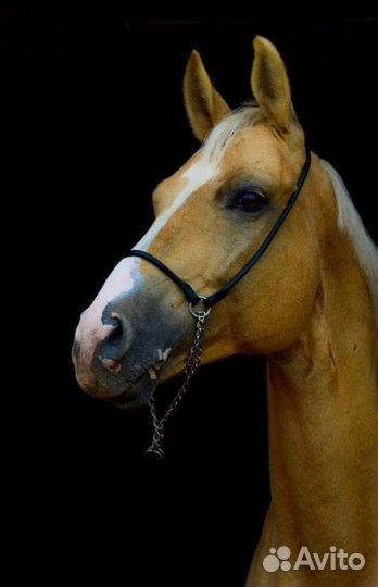 Соловый конь