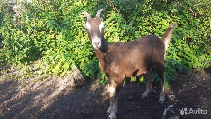 Козы породы Ламанча