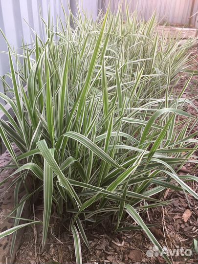 Фалярис, декоративный камыш