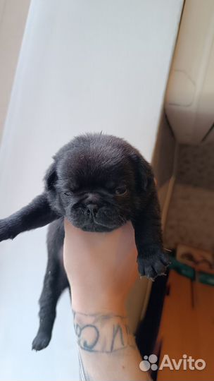 Щенки мопса черные