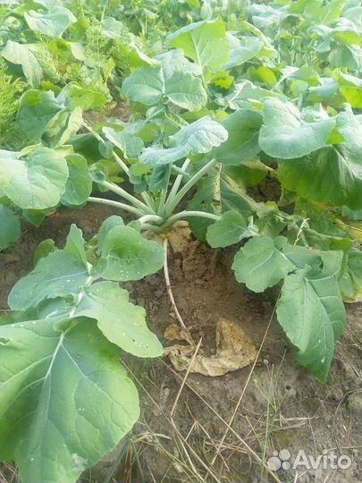 Семена брюквы. Сортовая