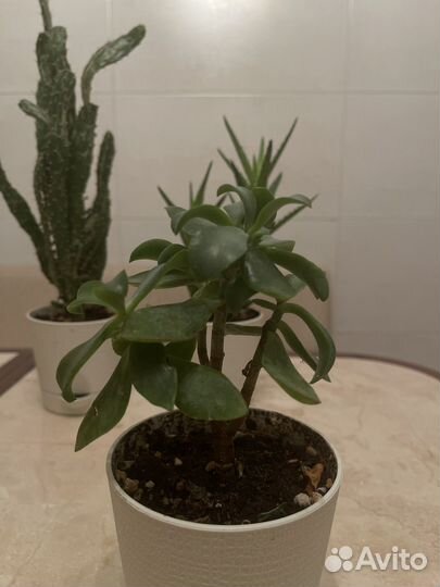 Кактусы и суккуленты