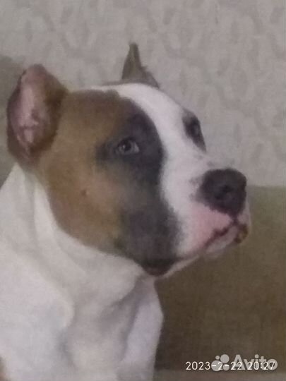 Американский стаффордширский терьер вязка