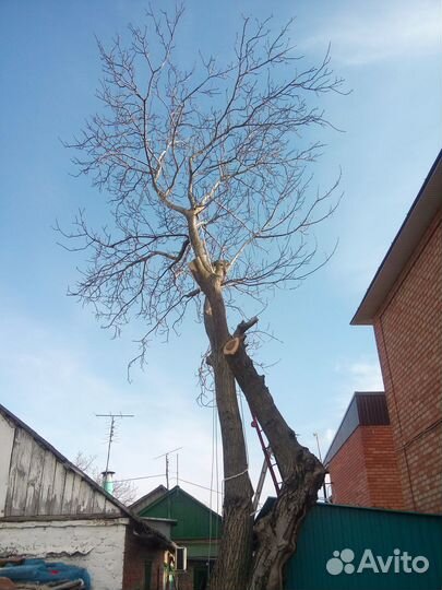 Спиливание деревьев в Ейске и Ейском районе