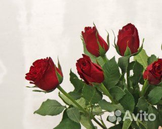Букет из 7 красных роз 35-40 см (Кения) под ленту