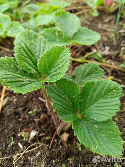 Усики клубники