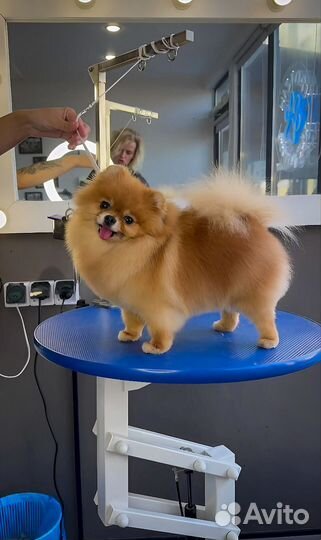 Груминг стрижка собак