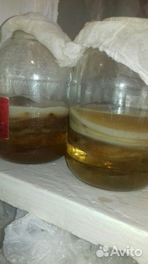 Чайный гриб(комбуча)