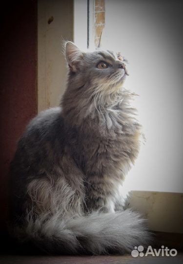 Кошка в дар