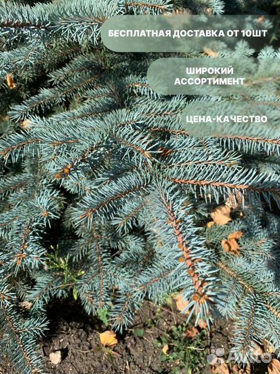 Саженцы Ель серебристая