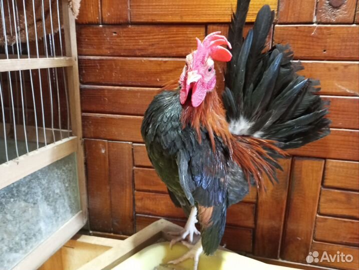Чистопородные петухи на племя