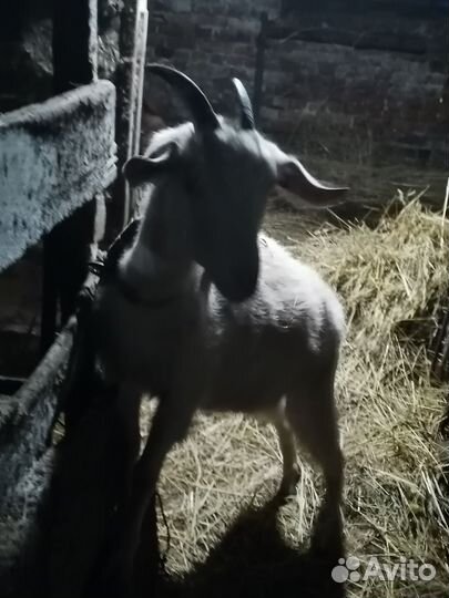 Козы котные
