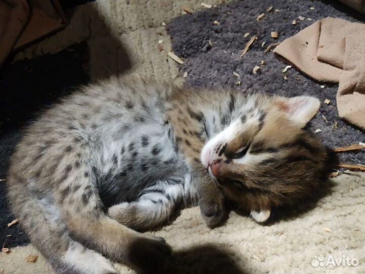 Алк для заводчиков и азиатские леопардовые кошки д