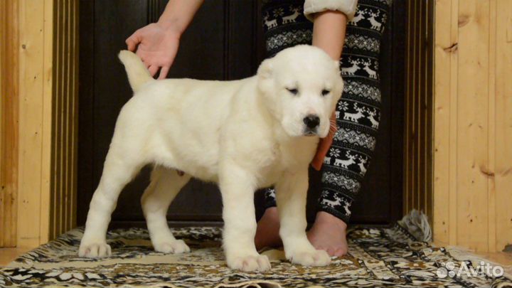 Щенки алабая