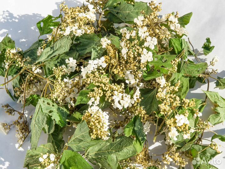 Цветки калины с прилистниками, сушёный, 50г