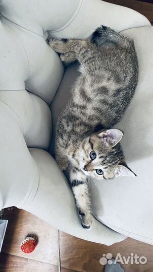 Британские котята